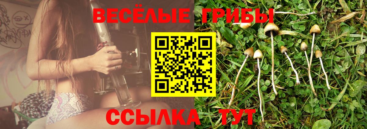 где найти наркотики  Вход с VPN  Псилоцибиновые грибы MAGIC MUSHROOMS  Реутов  Галлюциногенные грибы Psilocybe 